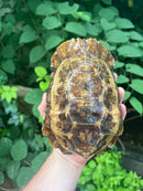 Homes Hinge-back Tortoise Adult Female