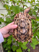 Homes Hinge-back Tortoise Adult Pair