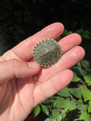 Pastel River Cooter Turtle Baby
