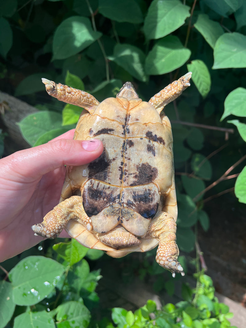 Libyan Greek Tortoise Adult Male