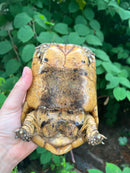 Libyan Greek Tortoise Adult Male