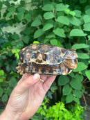 Homes Hinge-back Tortoise Adult Female