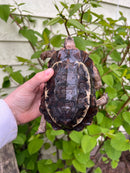 Homes Hinge-back Tortoise Adult Pair