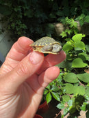 Pastel River Cooter Turtle Baby