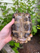 Homes Hinge-back Tortoise Adult Pair