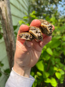 Escambia Map Turtle Baby (Graptemus ernsti)
