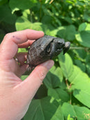 Aldabra Tortoise USA CB 2023
