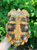 Homes Hinge-back Tortoise Adult Female