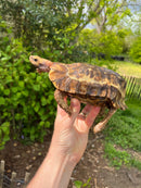 Homes Hinge-back Tortoise Adult Pair