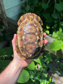Homes Hinge-back Tortoise Adult Female