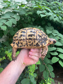 Libyan Greek Tortoise Adult Female
