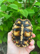 Brazilian Cherryhead Tortoise 2021