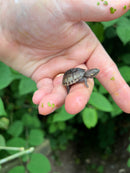 Pastel Common Musk Turtle Baby