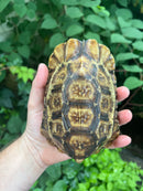 Homes Hinge-back Tortoise Adult Female