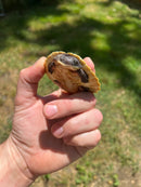 Branderhorst’s Sideneck Turtle Babies (Elseya Branderhorstii)