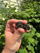 African Dwarf Mud Turtle Babies (Pelusios nanus)