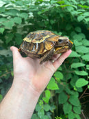 Homes Hinge-back Tortoise Adult Female