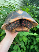 Suriname Red Foot Tortoise Adult Pair 3 (Chelonoidis carbonaria)