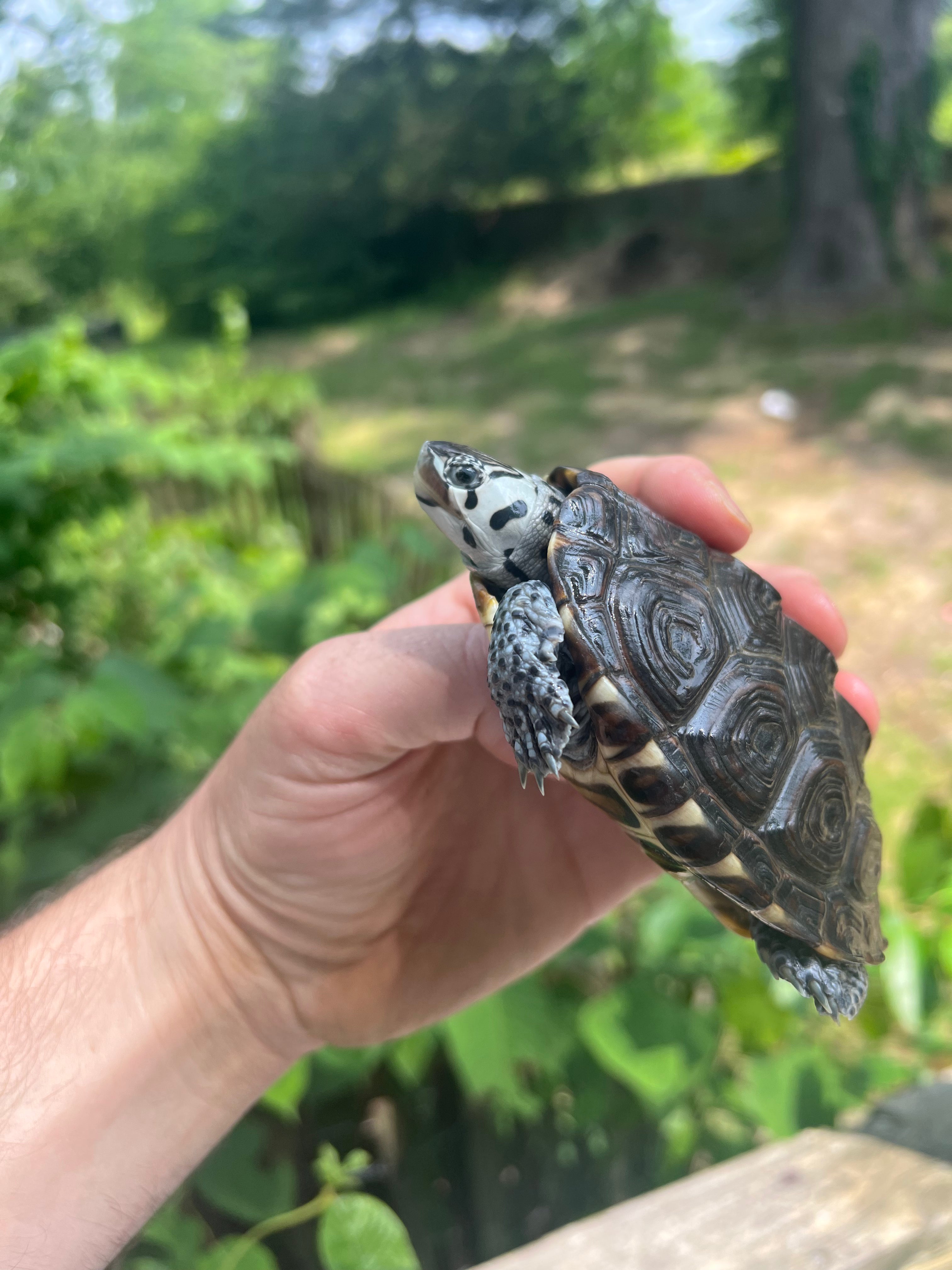 Concentric Diamondback Terrapin For Sale – IHET