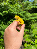 Albino Green Iguana (Iguana iguana)