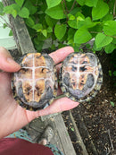 Stripe-necked Musk Turtle Adult Pair