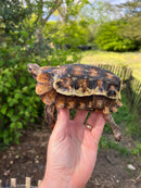 Homes Hinge-back Tortoise Adult Pair