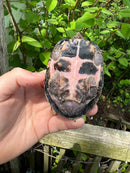 Stripe-necked Musk Turtle Adult Pair