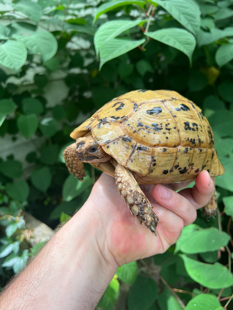 Libyan Greek Tortoise For Sale | American Reptile Distributors