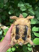 Libyan Greek Tortoise Adult Female