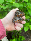 Stripe-necked Musk Turtle Adult Pair