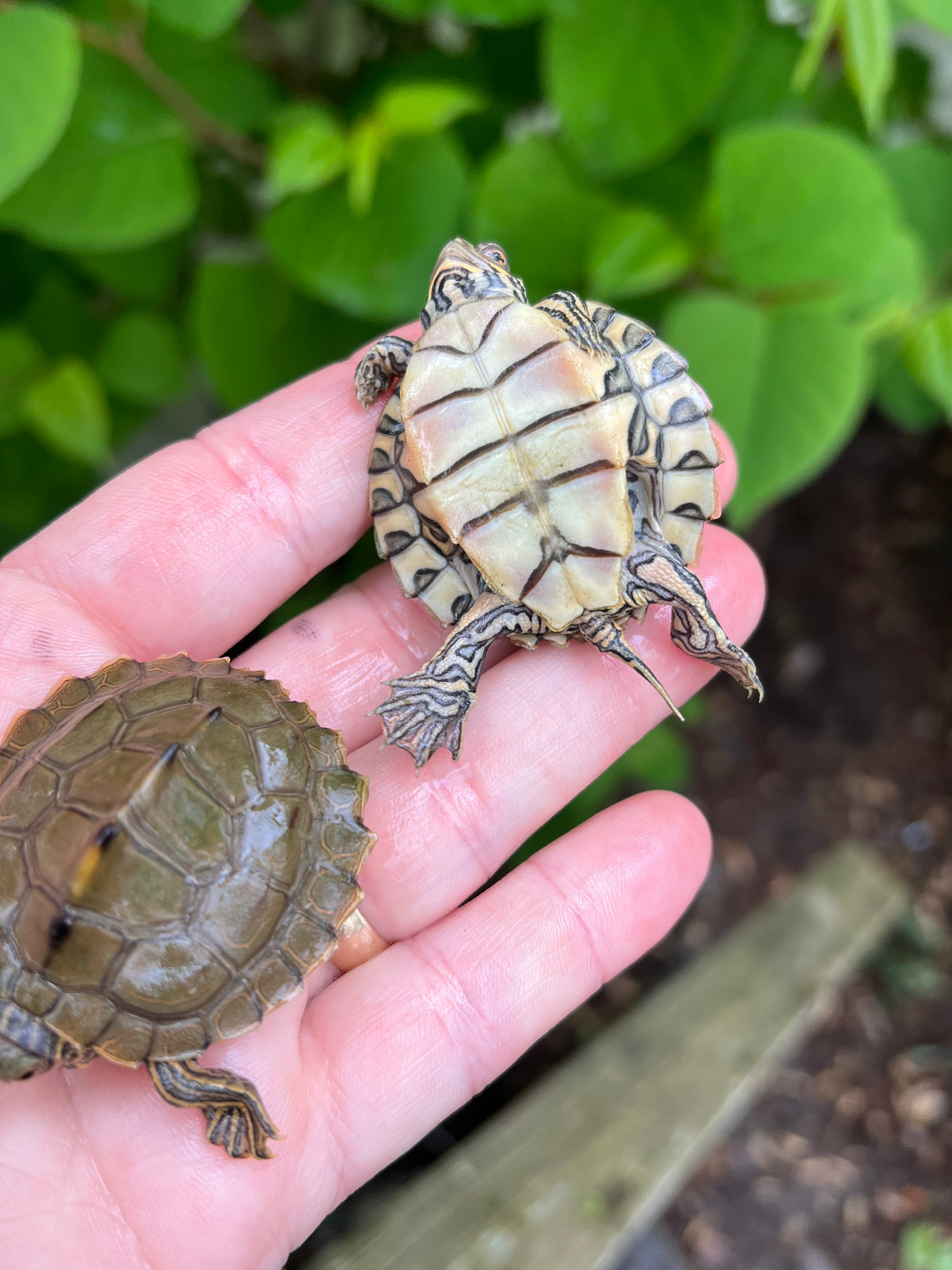 Barbour's Map Turtle Babies For Sale | American Reptile Distributors
