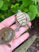 Barbour's  Map Turtle Baby (Graptemus barbouri)