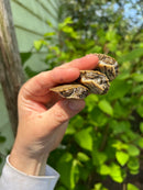 Escambia Map Turtle Baby (Graptemus ernsti)