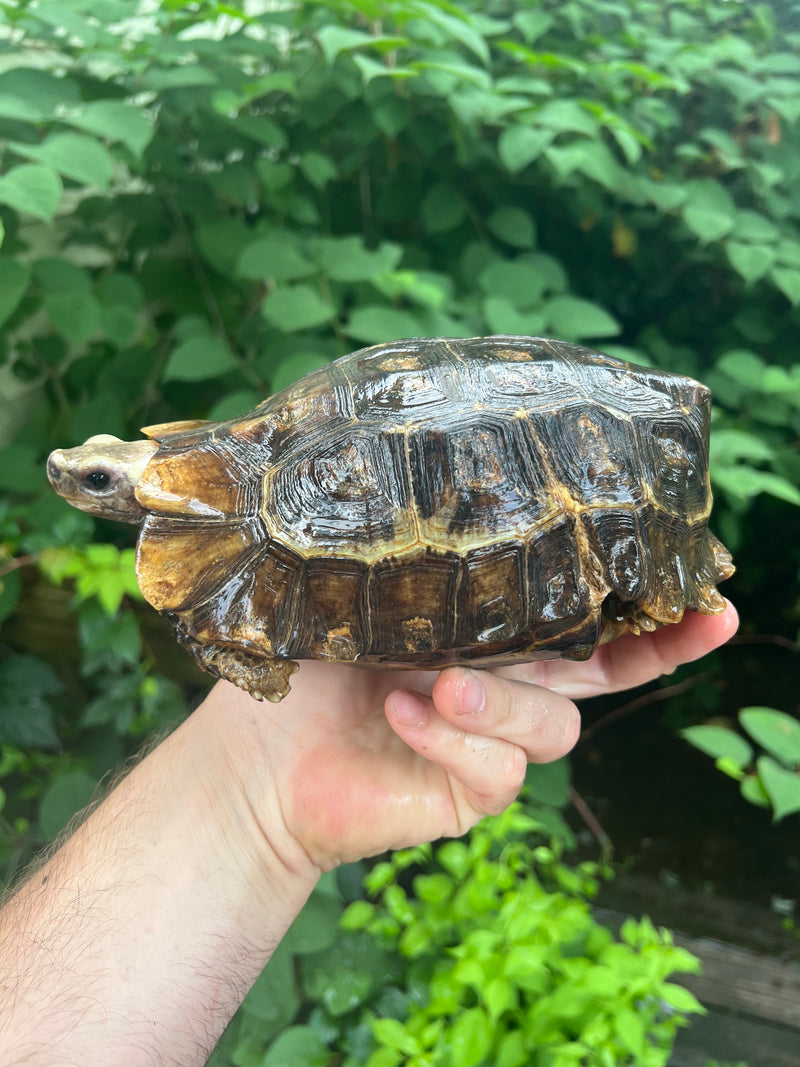 Homes Hinge-back Tortoise Adult Female