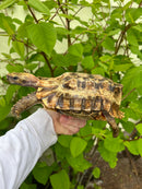 Homes Hinge-back Tortoise Adult Pair