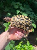 Libyan Greek Tortoise Adult Male