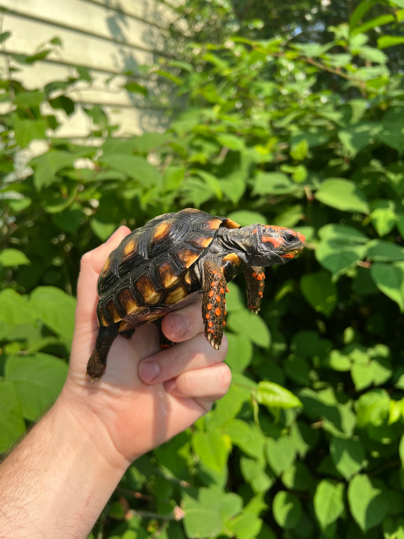 Brazilian Cherryhead Tortoise 2021