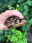 Homes Hinge-back Tortoise Adult Female