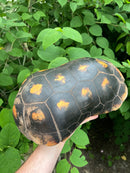 Suriname Red Foot Tortoise Adult Pair 3 (Chelonoidis carbonaria)