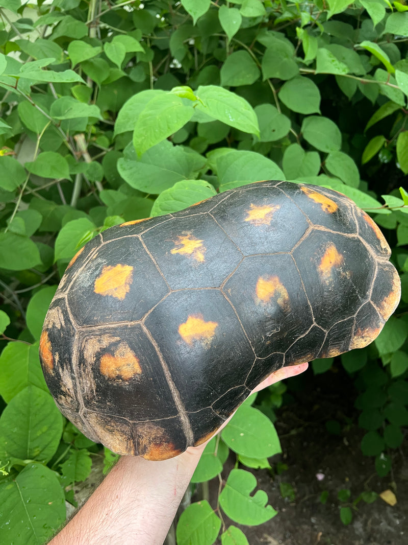 Suriname Red Foot Tortoise Adult Pair 3 (Chelonoidis carbonaria)