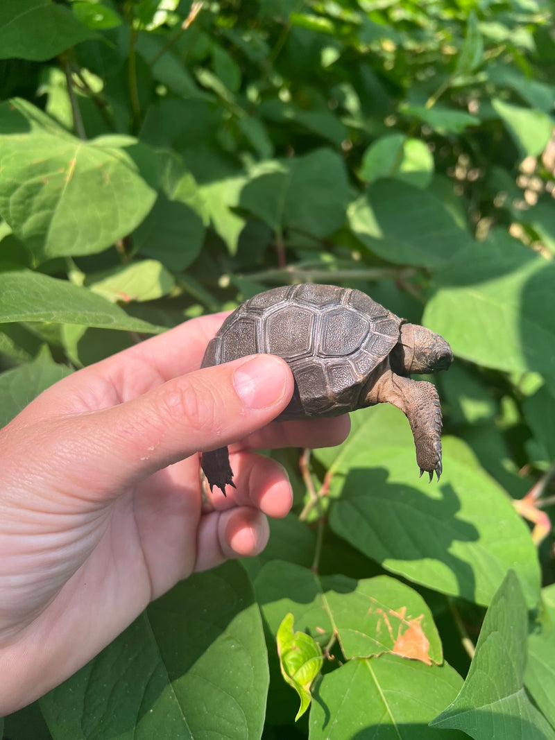 Rare Aldabra Tortoises for Sale | American Reptile Distributors