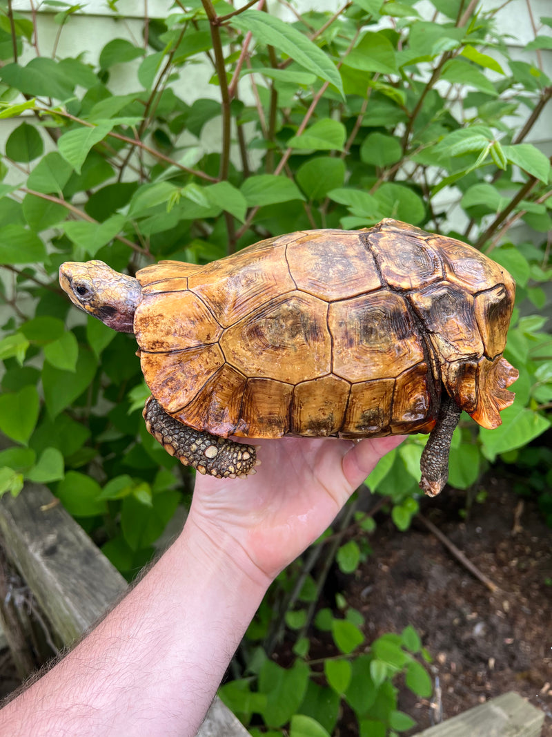 Home's Hinge-back Tortoise For Sale | American Reptile Distributors