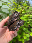 Stripe-necked Musk Turtle Adult Pair