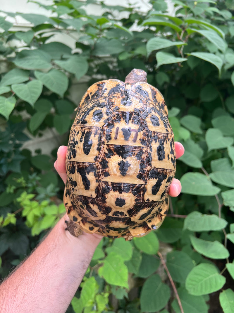 Libyan Greek Tortoise Adult Female