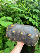 Suriname Red Foot Tortoise Adult Pair 2 (Chelonoidis carbonaria)