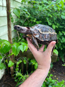 Homes Hinge-back Tortoise Adult Female