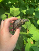Aldabra Tortoise USA CB 2023