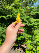 Albino Green Iguana (Iguana iguana)