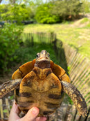 Homes Hinge-back Tortoise Adult Pair