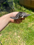 Fly River Turtle Baby